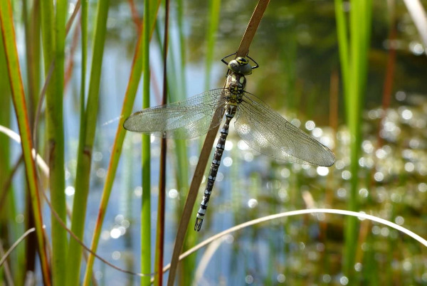 Aeschne bleue (Aeshna cyanea) grande libellule de la mare © Thomas Teissier